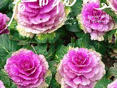-苏州公园(双塔街道)