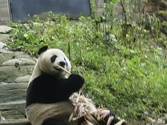 -都江堰中华大熊猫苑