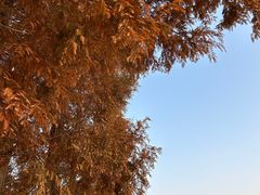 -老山国家森林公园