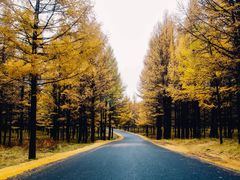 -塞罕坝国家级自然保护区