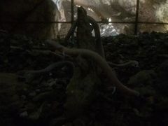 -波斯托伊纳溶洞