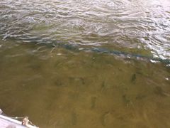 -会江钓鱼钓虾烧烤场