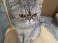 -楼上猫咖(罗湖店)