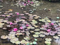 -珠海圆明新园