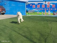-宠物寄养训练学校