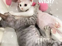 -十年猫舍·猫咪专门店(普陀店)