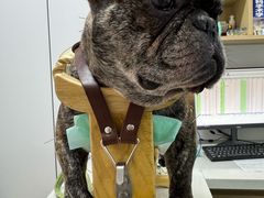 -西安京西宠物医院·瘫痪·疑难杂症