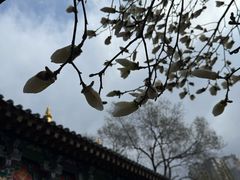 -护国法轮寺