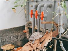 -灵龟之家百象馆(百象馆联合旗舰店)