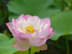 -荷塘月色湿地公园·向阳花洲