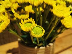 -TOMATITO(无限极荟店)