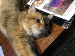 -猫咪咖啡·猫咖(万达广场店)