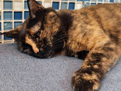 -Sirena海妖日咖夜酒