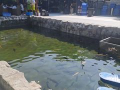 -京北渔家傲