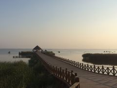 -哈素海