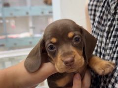 -萌宠之家·腊肠犬·马尔泰·小体犬舍
