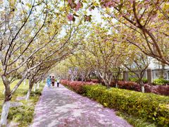 -高东镇樱花园