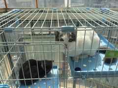 -伟伟宠物医院·瑞派猫友好医院·猫科(光谷店)