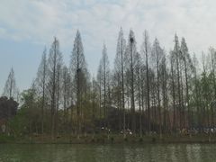 -青枫公园