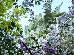 -深圳国际园林花卉博览园