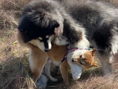 -映月湖中央公园