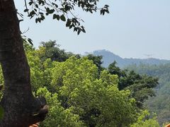 -深圳仙湖植物园