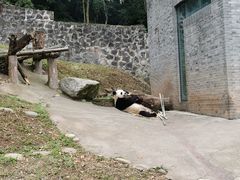 -都江堰中华大熊猫苑