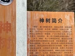 -卧龙中华大熊猫苑神树坪基地