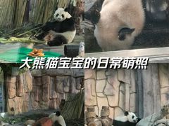 -泉州海丝野生动物世界