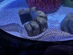 -暹罗海洋世界