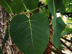 -北京植物园-展览温室