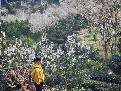 -樱桃山旅游景区
