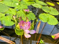 -国家植物园南园