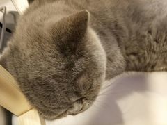 -平行世界·猫咖(首经贸店)