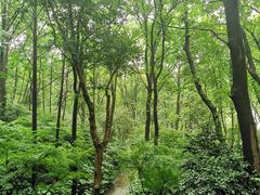 -杭州半山国家森林公园