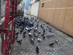 -园圃街雀鸟花园