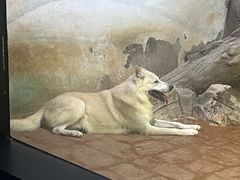 -海合安武汉极地海洋公园
