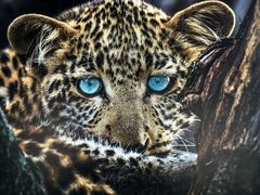 -罗红摄影艺术馆