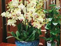 -蝶园·装修中(BFC外滩金融中心店)