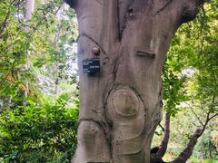 -墨尔本皇家植物园