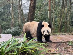 -中国大熊猫保护研究中心雅安碧峰峡基地