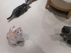 -藏猫猫咖啡主题馆(中央大道店)