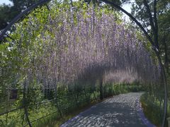 -大塘金香草谷