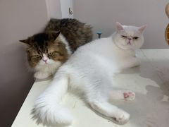 -More Fun猫咖 二十只万元加菲主题