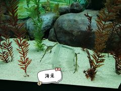 -上海海洋水族馆
