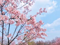 -上海辰山植物园