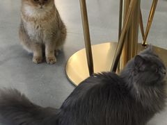 -飞行喵MR PILOT|猫舍·猫咖(静安大融城店)
