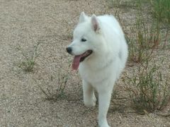 -瑞鹏宠物医院·爱宠堂·骨外专科(西荷分院)