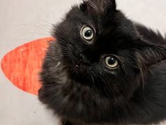-创凡宠物医院·骨专科  猫科中心(西乡分院)