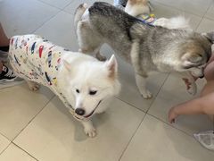 -怪兽屋·羊驼·猫咖·狗咖(俊华广场店)